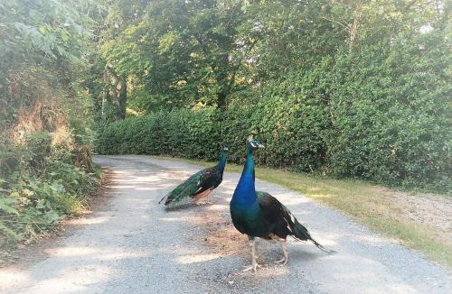 Torrington Resort | Greenways Valley Holiday Park