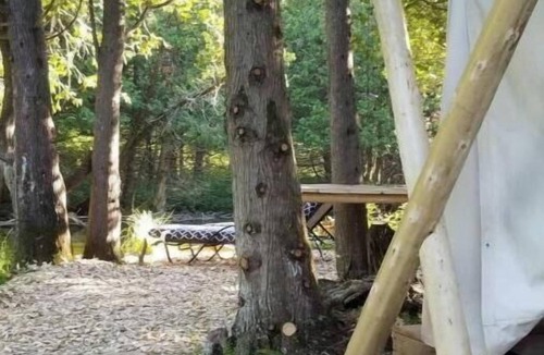 Chatsworth Cabin | Greyridge Glamping "Paradise Island " Retreat