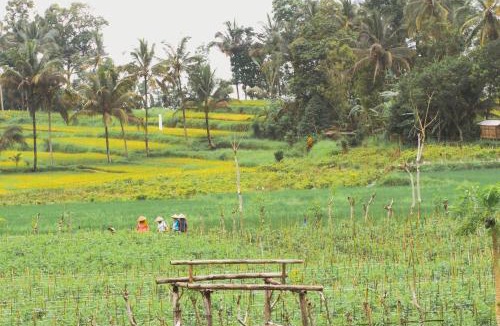 Banyuwangi House | Gubug Ijen