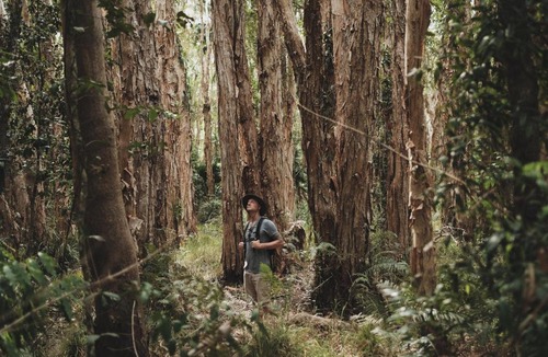 Boreen Point Other | Habitat Noosa
