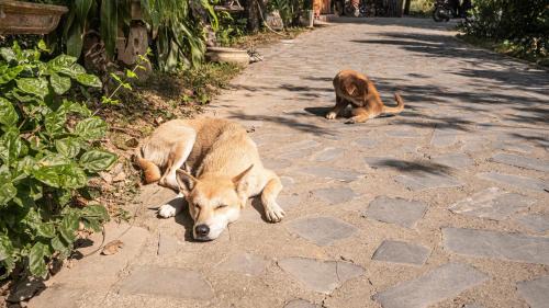 Hoa Lu Cabin | Hang Lan Ecolodge