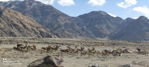 She House | Hidden Valley Homestay Ladakh