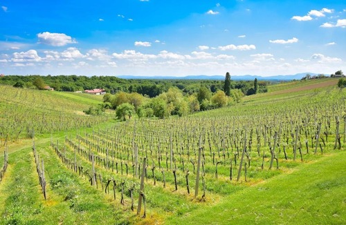 Ormoz Villa | Hisa Vukan - Eco House in middle of vineyard with Sauna!