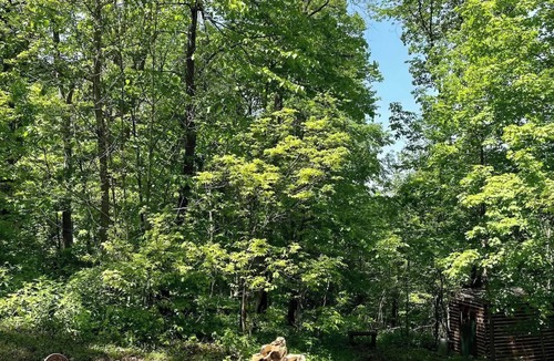 De Soto House | Honey Bear Acres/HOT TUB/Sleeps 4