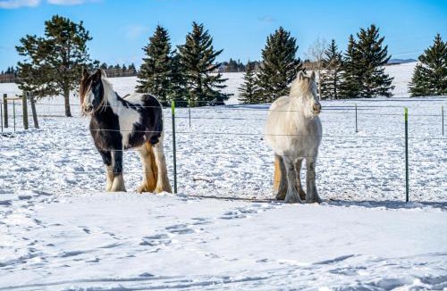 Divide Apartment | Horses & Trails On-Site: Pikes Peak Ranch Retreat