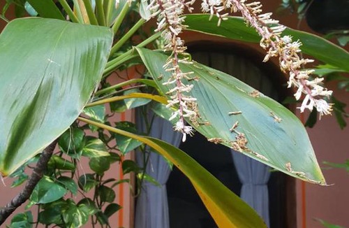 Coatepec Hotel | Hotel Posada San Jerónimo
