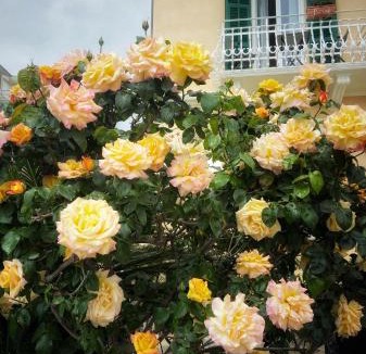 Alassio Hotel | Hotel Villa Igea