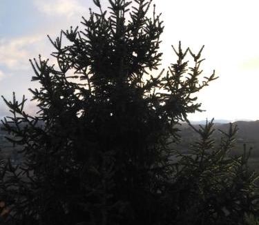 Zoalengo Bed & Breakfast | I Quattro Gatti