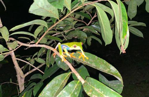 Boca Tapada Bed & Breakfast | Iguanitas Lodge