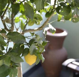 Volta Mantovana Bed & Breakfast | Il Ninfeo