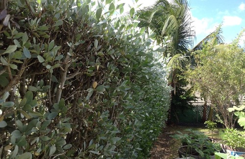 Mount Brevitor Apartment | Intimate Heywoods beach property with a flowering garden