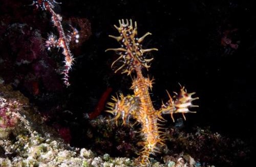 Dhangethi Hotel | Island Scuba