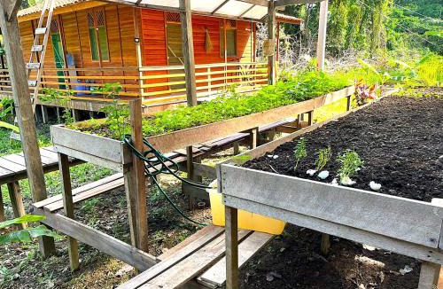 Belem Hostel | Jambu Hostel Combu