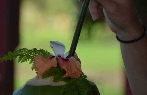 Taveuni Island East Bed & Breakfast | Jima's Home Retreat - Authentic Island Escape: Where Peace Finds Home