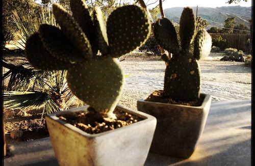 Joshua Tree Cabin | Joshua Tree Monument Entrance Outside Your Front Door