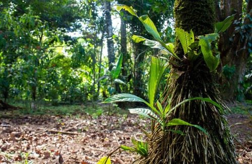 Drake Bay Hotel | Jungle Drake