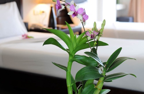 Chanthanimit Hotel | Kasemsarn Hotel Chanthaburi