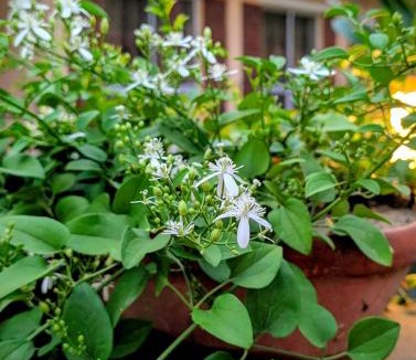 Bolpur Villa | Ketaki Homestay