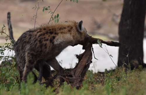 Mashatu Game Reserve Other | Koro Island Camp