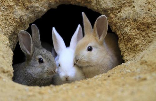 Okunoshima Island Hotel | Kyukamura Ohkunoshima
