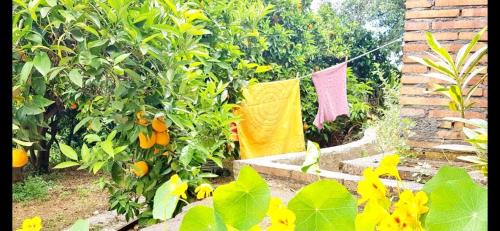 Aci San Filippo House | L'Aranceto