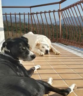 Giffoni sei Casali Bed & Breakfast | L'Arcadia