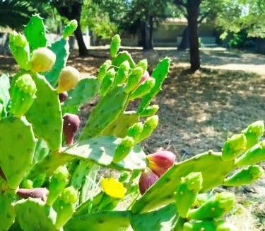 Ferreira-a-Nova Bed & Breakfast | L'Arche de Jo