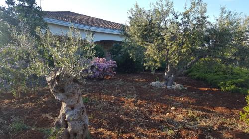 Conversano Villa | La civetta Rodonisa