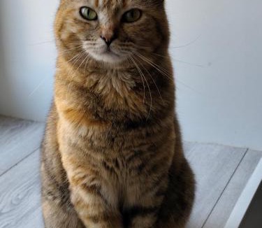 Formigny Bed & Breakfast | La ferme aux chats