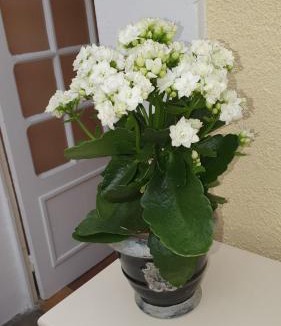 Flore Bed & Breakfast | La maison d`hôtes de Constance
