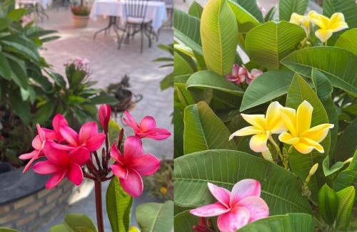 Trappitello Bed & Breakfast | La Pomelia B&b Sofia