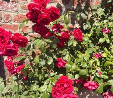 Forest-l'Abbaye House | La Rose de Forest-l'Abbaye