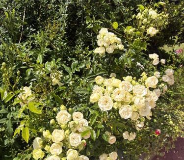 Forest-l'Abbaye House | La Rose de Forest-l'Abbaye