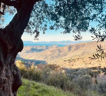 Vatolla House | La Scienza Nuova
