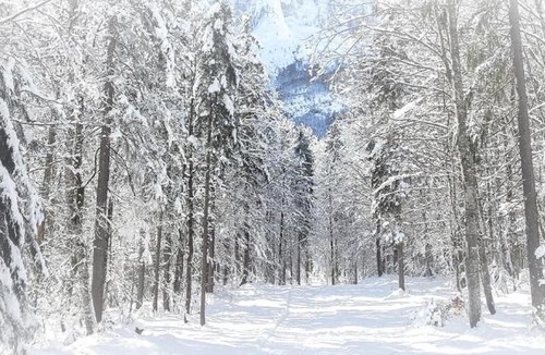 Tarvisio Apartment | la STELLA House
