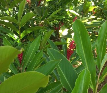 Itacare Hostel | LahSelva Pousada e Hostel