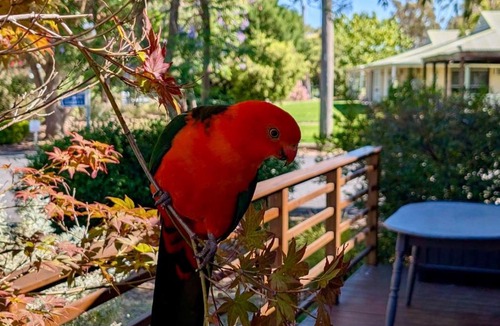 Lake Hume Village House | Lakeview Cabin at Lake Hume