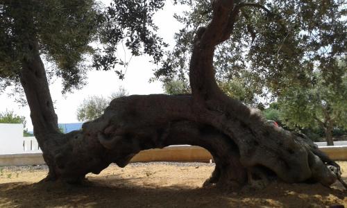 Pezze di Greco Bed & Breakfast | Lama Cupa