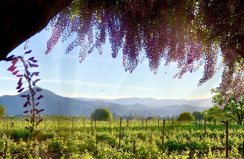 Morgan Hill Cottage | Large poolside King suite with private entrance-Villa Riposo Winery