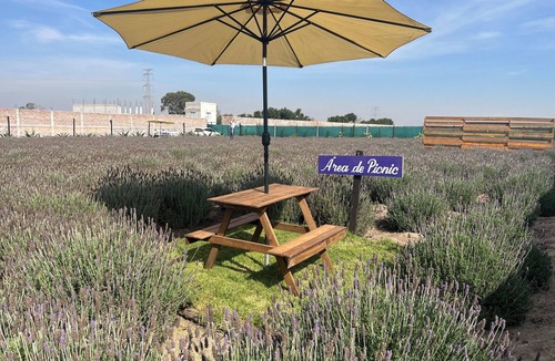 Texcoco de Mora RV Rental | Lavender Dream in Glamping Rincón de Lavanda