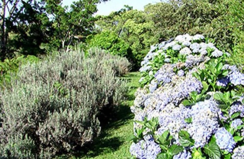 Wootha House | Lavender House Maleny