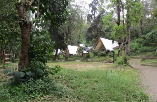 Sarangan Resort | Lawu Forest Camp