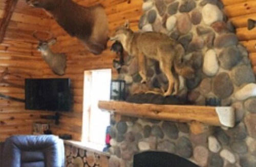Gulliver Cabin | Lazy Cedars Log Cabin - Centrally located