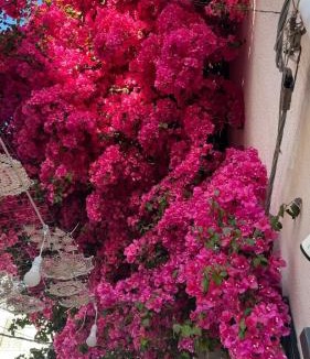 Corbetta Apartment | Le bougainvillea 1