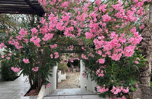 Aubignosc Apartment | Le palmier 4 * Studio Cocooning with exterior and swimming pool. Pets allowed