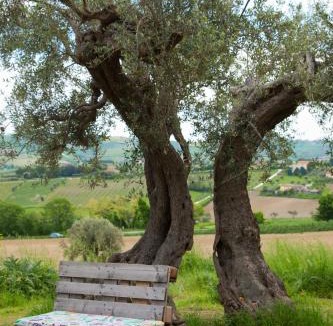 Cupramontana Bed & Breakfast | LE PIUME B&B