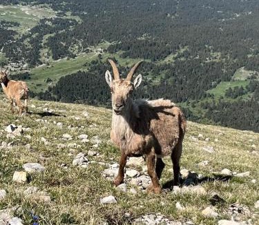 Gresse-en-Vercors Apartment | Le Veymont