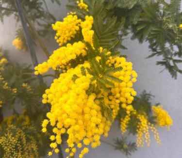 Montebelluna House | Lemon house