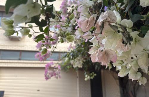 Rosewater House | Less pay for master room