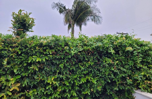 Leucadia Cottage | Leucadia Charming Beach Cottage, walk to beaches. Private yard/outdoor shower
